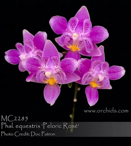 Peloric Orchids