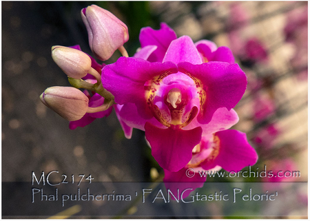 Peloric Orchid with 3 lips