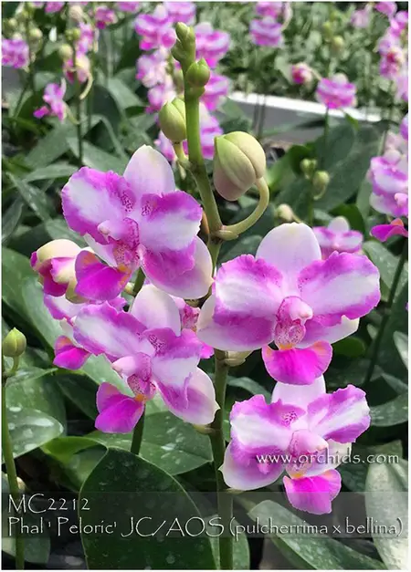 Peloric Orchid on Petals