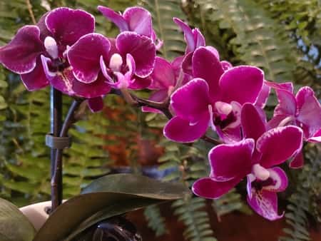 Signs of a Healthy Orchid