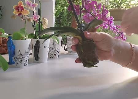 Healthy Orchid Roots