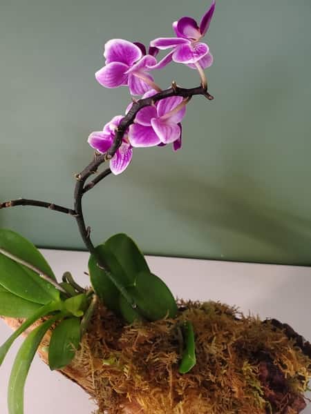 An orchid moutned on driftwood using superglue