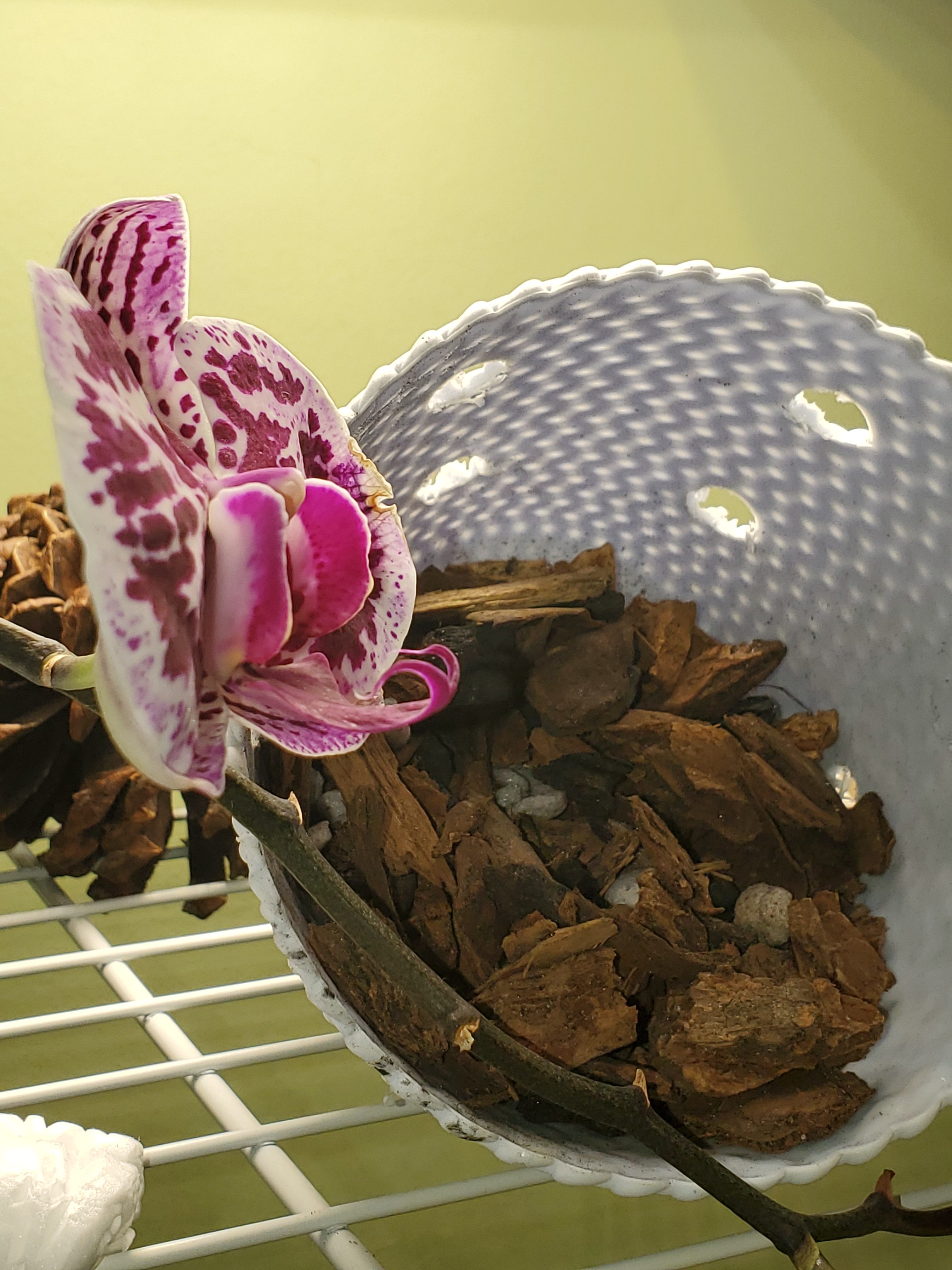 13 Foolproof Signs That Indicate Your Orchid Is Healthy Orchideria