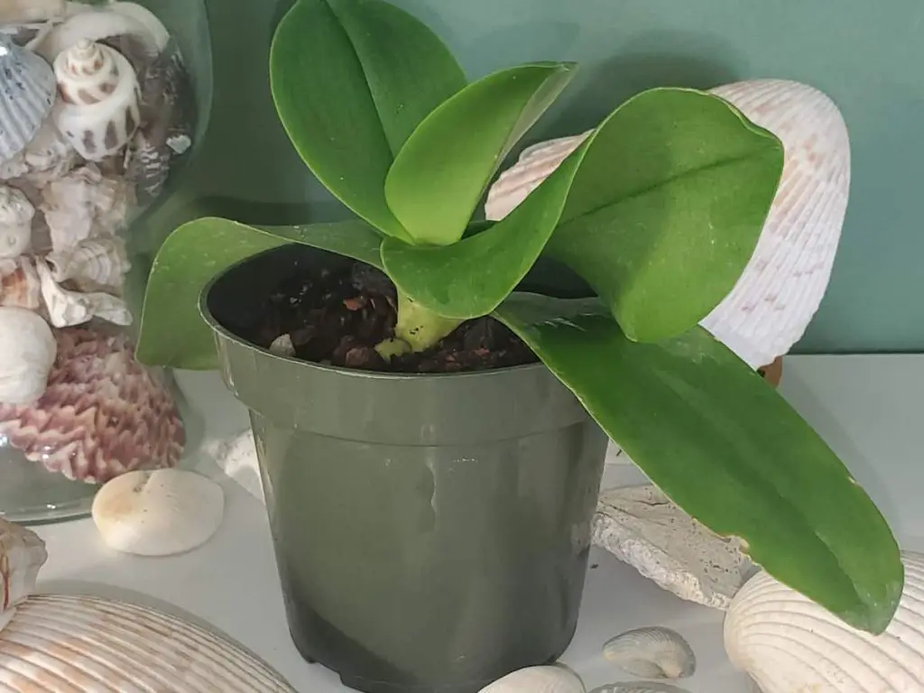 Why do orchid leaves curl and twist? 6 Reasons & Remedies Orchideria