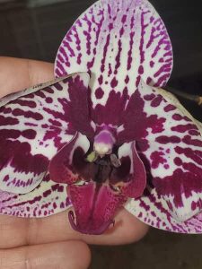 Orchid Identification