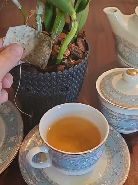 Teabag in an Orchid Pot as Fertilizer