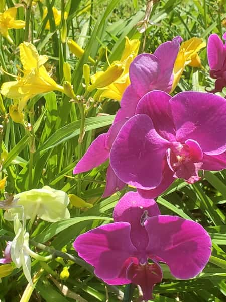 Phalaenopsis Orchid Planted Outside