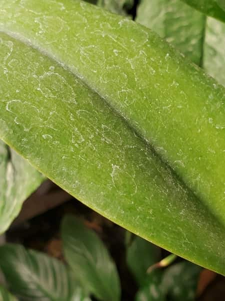 Dirty Orchid Leaf with Mineral Deposits