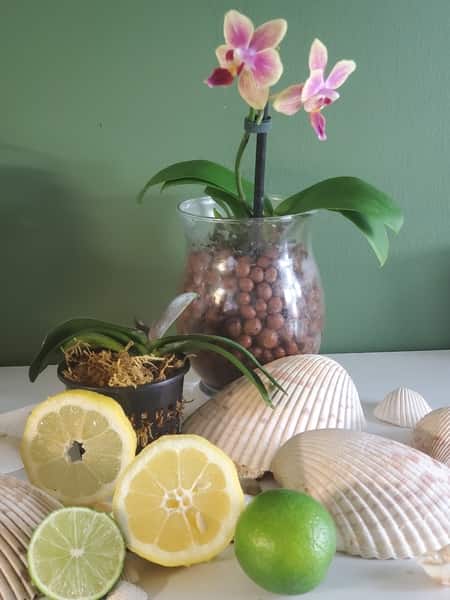 Orchids and Lemons: cleaning orchid leaves