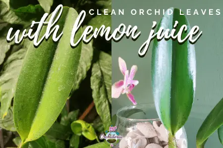 Before and After Using Lemon Juice to Clean Orchid Leaves