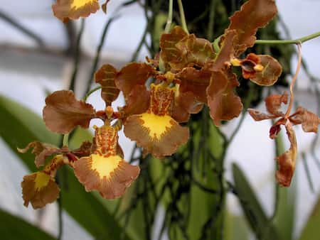 Edema on Orchid Leaves