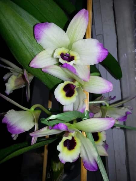 Dendrobium Nobile