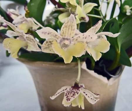 Dendrobium Orchid