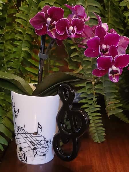 Orchid by a Fer: Do Orchids Clean the Air?