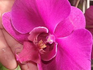 Orchid Identification: What Orchid is This? – Orchideria