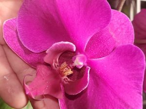 Growing Phalaenopsis in Winter