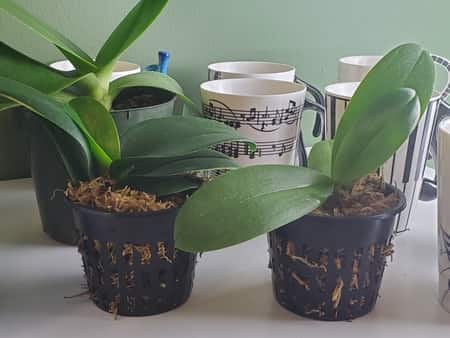 orchids sphagnum fertilize orchideria fertilization