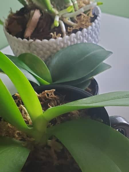 Orchids Planted In Sphagnum Moss