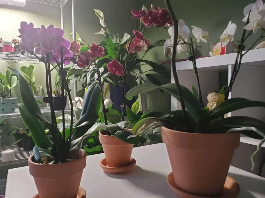Mounting Orchids on Clay Pots Complete Guide and Directions Orchideria