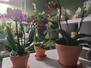 Terracotta pots for orchids
