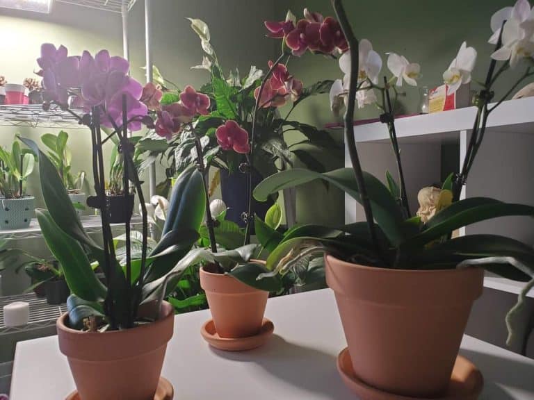 Aerial Roots on Orchids 7 Important Questions Orchideria