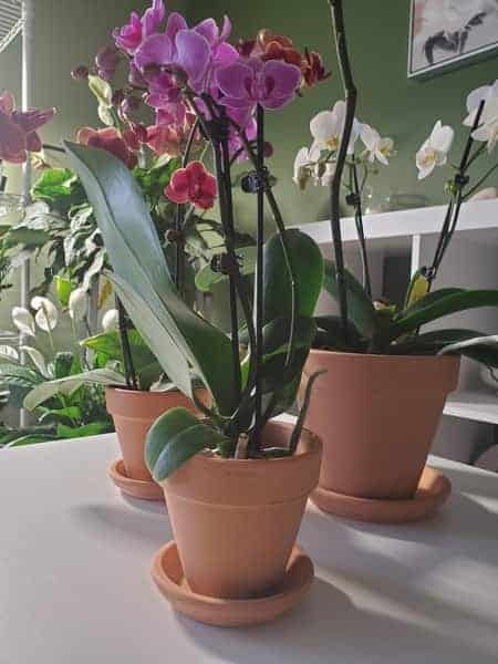 Mounting Orchids on Clay Pots