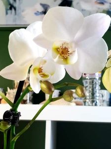 White Orchid