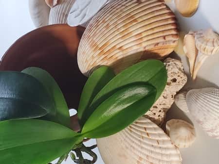 Orchid Mounted on a Clay Pot