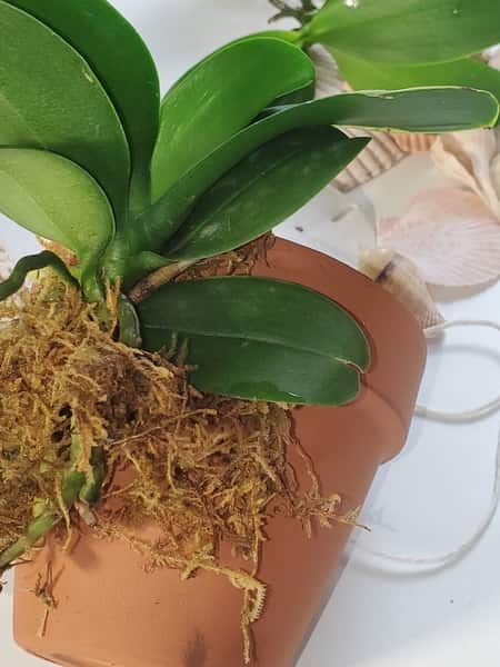 Orchid Mounted on a Clay Pot