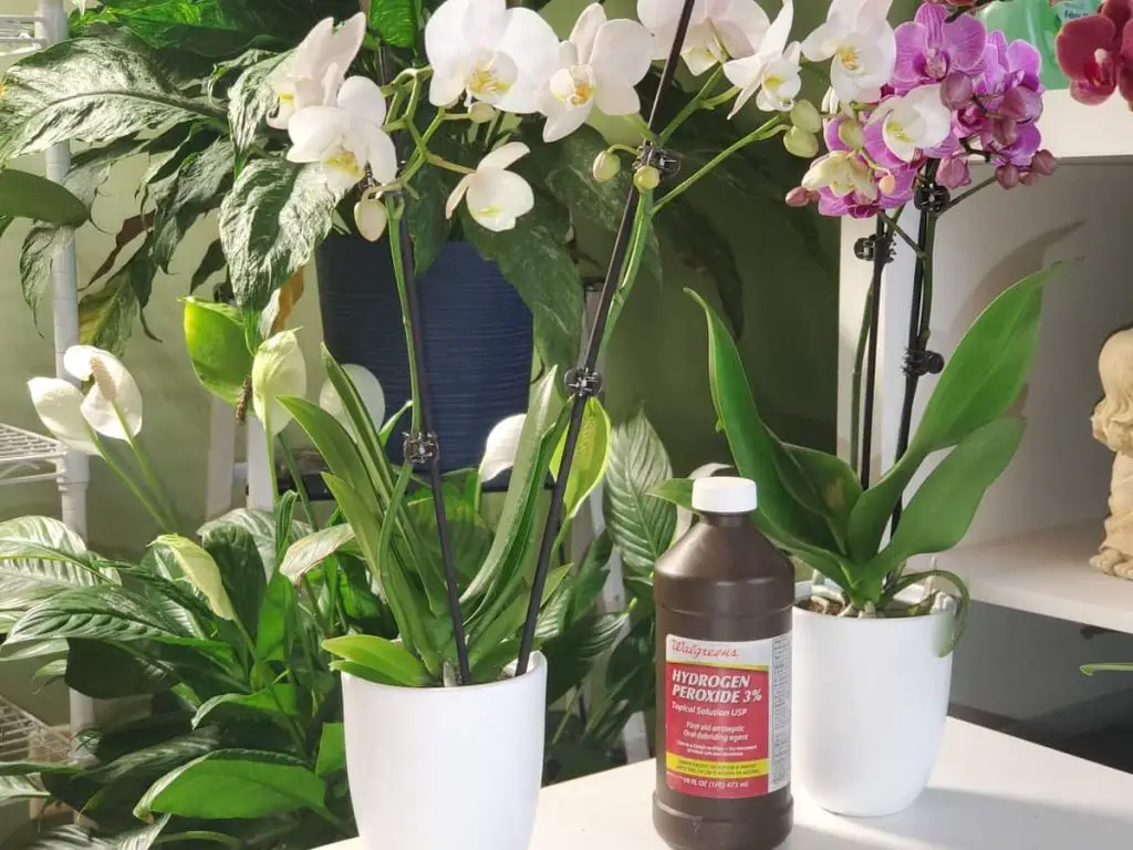 Should You Use Hydrogen Peroxide on Your Orchid? Orchideria