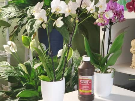 Should You Use Hydrogen Peroxide On Your Orchid? - Orchideria