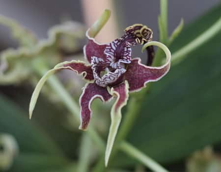 Dendrobium Orhid