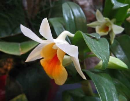 Dendrobium Formosae