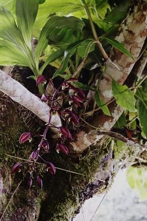 Catasetum Orchid in A Tree