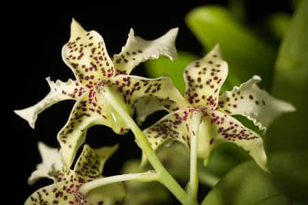 Dendrobium Latouria