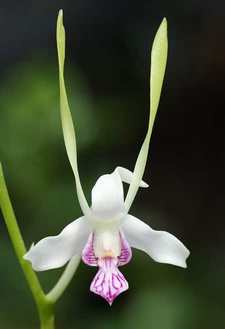 Dendrobium Spatulata