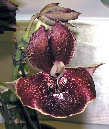 Catasetum Orchid