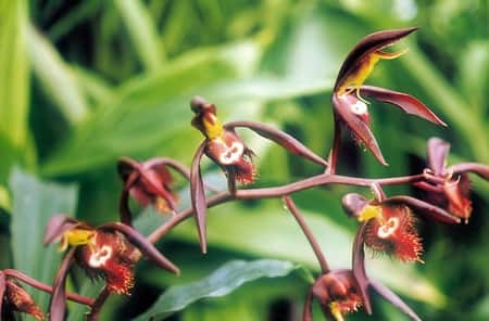 Male and female Catasetum Orchids