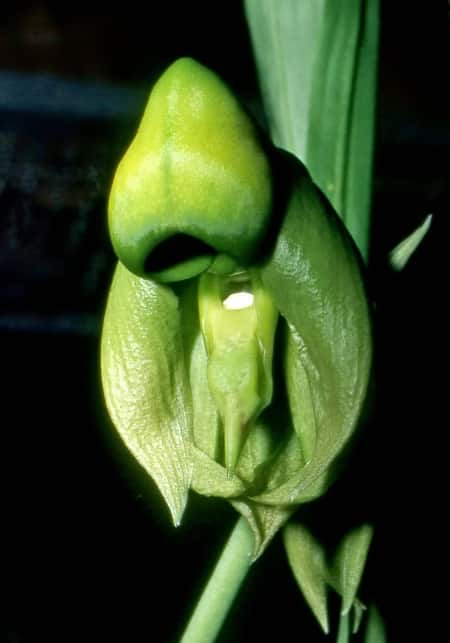 Female catasetum Orchid