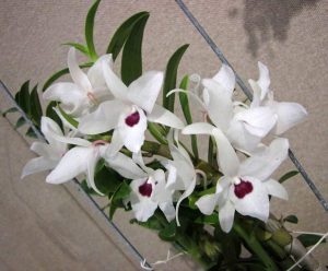 Dendrobium Orchid Classification