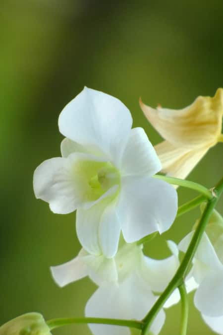 Dendrobuim Phalaenopsis Orchid