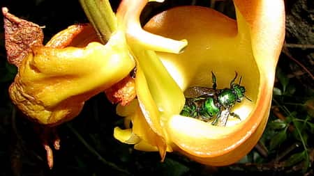 Male Euglossine bee on Orchid