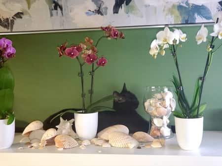 Cat behind Orchids