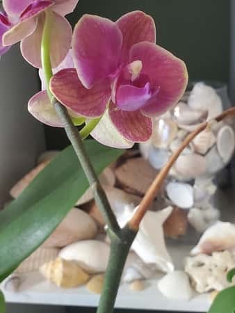 Orchid Flower Spike