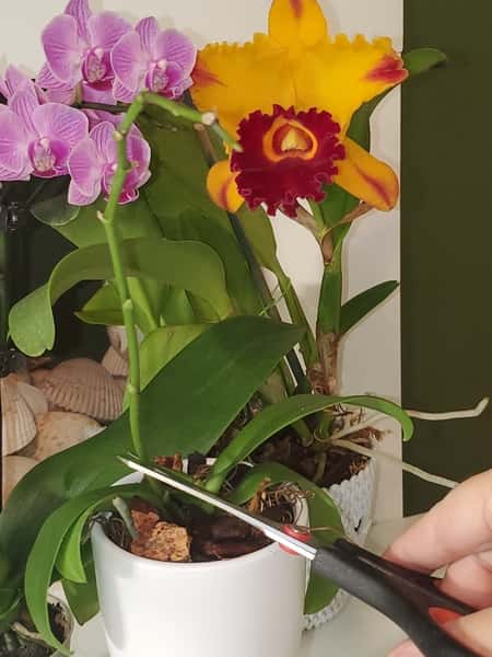 Cutting above the orchid node