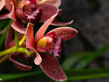 Orchid Mounted on Wood