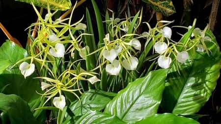 Brassavola Orchids