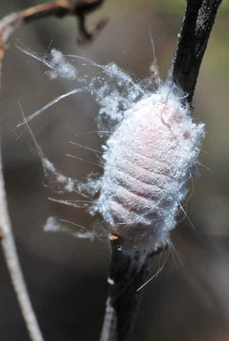 Sacle on Orchid Bark