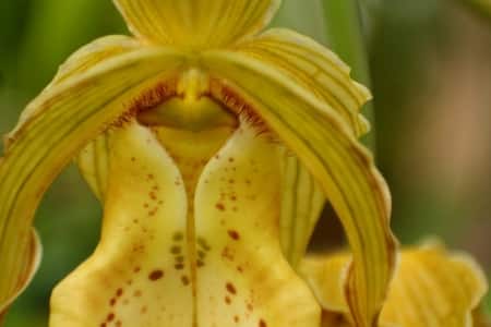 Phragmipedium