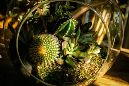 Open Terrarium